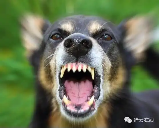 帅哥4天时间被狗咬两次,这些常识你一定要知道