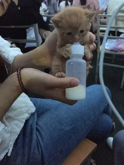 隔壁班女生捡到的流浪小猫子可爱哭了...