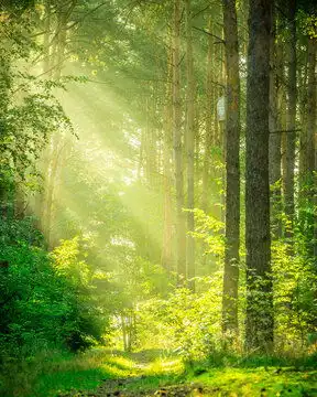 森林图片图源免费点击来源直接获取大图文件sunraysintheforest摄影竖幅森林高清大图