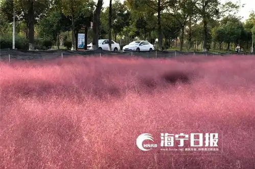少女心炸裂刷爆朋友圈的粉色网红草,海宁也有只不过