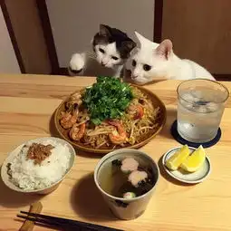 高冷喵星人看到美食秒变馋猫