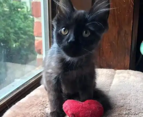 报恩的小黑猫,天天带着礼物回到家中,报答好人的救助之情