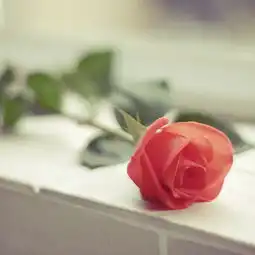 鲜花不需要任何的装饰因为它的素颜也很美