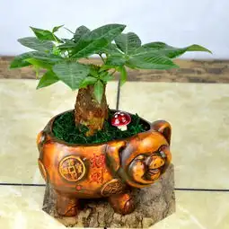 家里养这六种话旺家旺财,但是还有两种千万不要瞎养