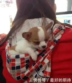 搞笑图片幽默段子笑话妹子的帽子刚好用来装小狗,哈哈