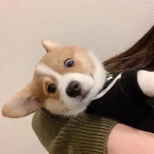 狂犬病的征兆狗狗有这些迹象,需要小心