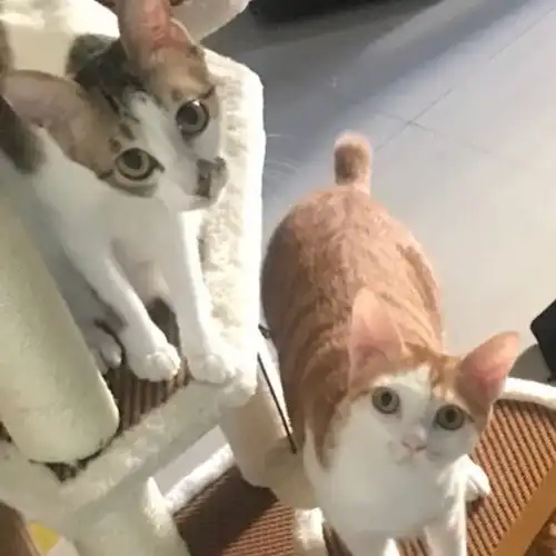 有没有可盐可甜的猫咪头像