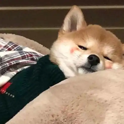 无水印背景图小柴犬第八期