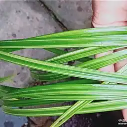 下山秋芝生草雪白大帽极品赌花艺草太大了不好照
