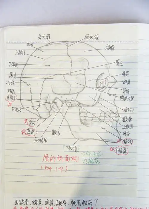 医学女生手绘解剖图走红精美似插画