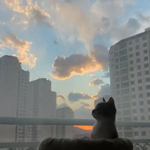 猫咪头像猫咪头像