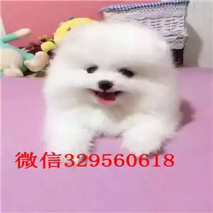吉林出售纯种小体博美纯种哈多利球体博美博美价格博美图片