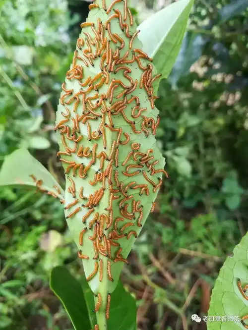 西双版纳普洱茶树原始森林糖宝,会幻化成美女吗