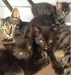 父亲和儿子露营时遇到流浪猫碰瓷,第2天发现了更大的惊喜