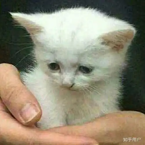 有哪些好看的情侣头像