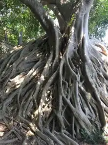 海南一次不错的体验之打卡网红阿浪海鲜店
