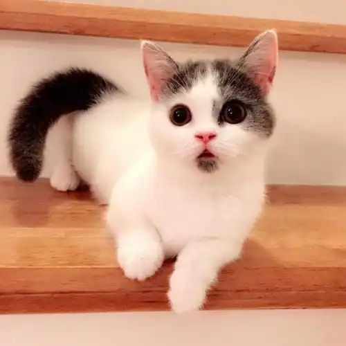 计算猫怀孕期的方法