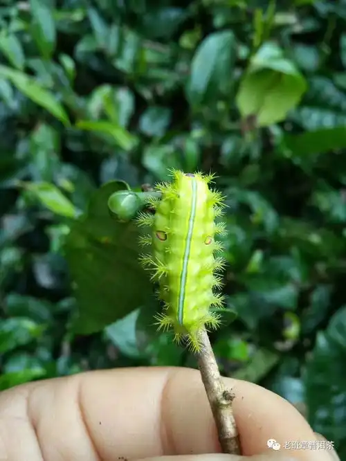西双版纳普洱茶树原始森林糖宝,会幻化成美女吗