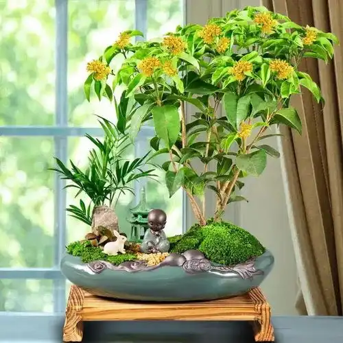 争奇斗艳花满盆算是没负园丁心