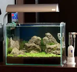 长31cm高18cm阔19cm的鱼缸想弄个水草景最好带照片