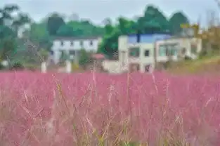 重庆最美粉黛草海已上线,周末怎能不约