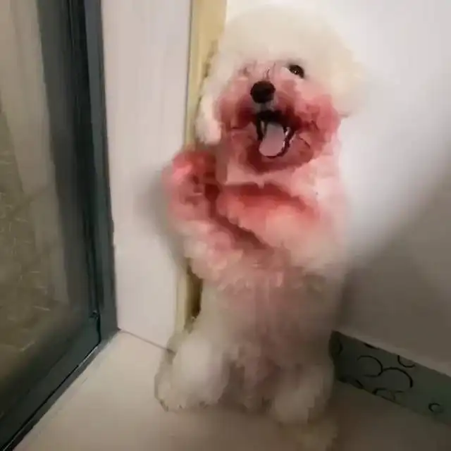 狗狗打碎口红粉,连忙向女主人拜拜,网友爆笑好不走心的求饶