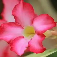 鲜艳好看的花儿