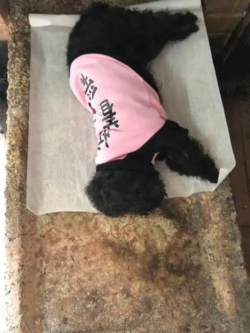 图深圳龙华观澜宠物殡葬狗狗火化猫咪火化深圳宠物服务