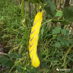 西双版纳普洱茶树原始森林糖宝,会幻化成美女吗