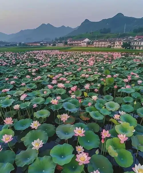 心理测试你喜欢哪池的荷花,测测你老年引以为傲的是什么