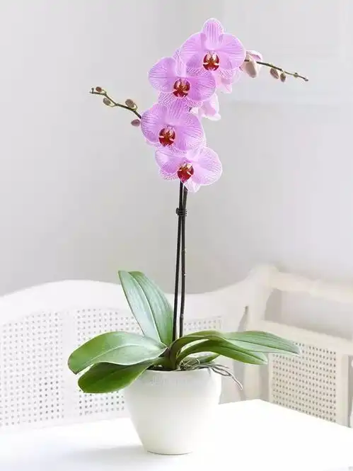 她往花盆倒了点酒,叶子立马变绿,花儿都长疯了