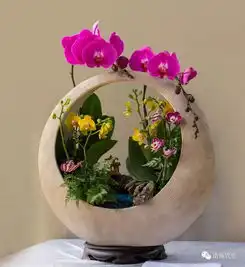 最强年花佛山最靓最全的蝴蝶兰就在这几个地方免费赏尽兴买