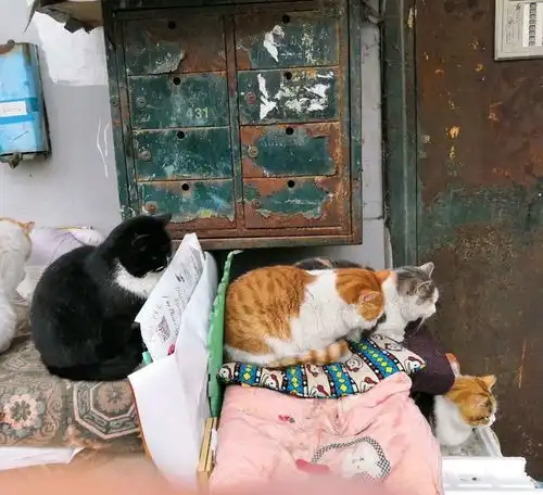 校园流浪猫,上学时吃的膘肥体壮,放假后尝尽人间冷暖