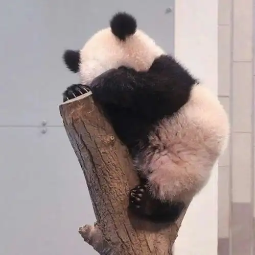 可爱的熊猫屁屁哎呀,我不小心摔倒了