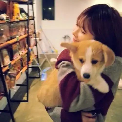 粑粑带狗vs麻麻带狗,没有对比就没有伤害