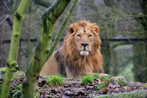 我国没有狮子曾经东北的狮子比东北虎还猛,汉代还有狮子进贡