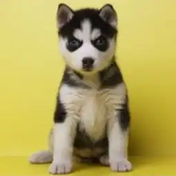 图泸州犬舍直销哈士奇驱虫疫苗已做完,可上门可送货成都宠物狗