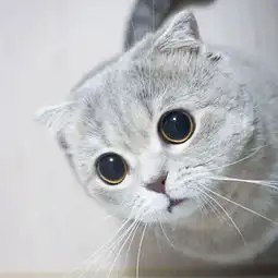 一只有点不开心的猫咪