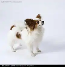 可爱小巧蝴蝶犬摄影图片