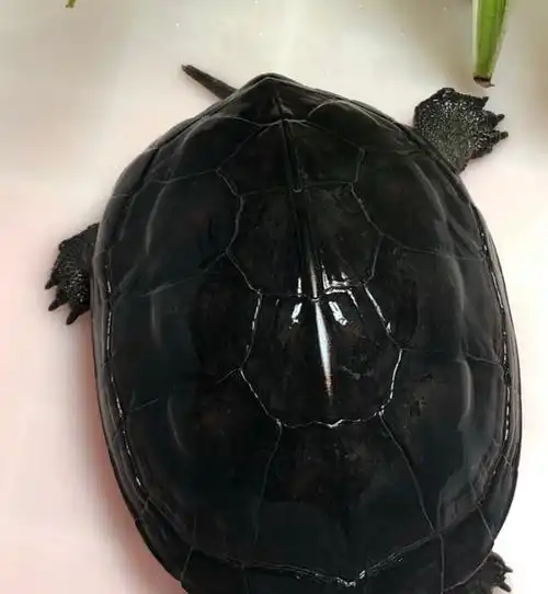 一个好的龟缸,究竟要是什么样子的呢