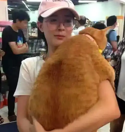 女孩带橘猫出门,猫咪因身材遭路人围观,网友一看就知道不简单