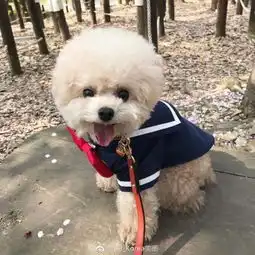 可爱搞怪的狗狗萌宠系列头像