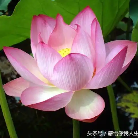 城缘相亲临泉在线旗下高端婚恋服务品牌