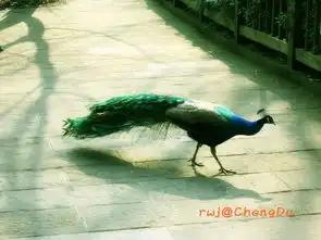 成渝行寒假之旅