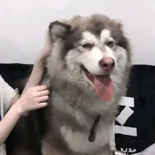今日份头像合适是你来我往,听得懂和聊得来