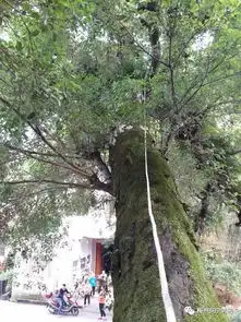 大坪镇一颗百年榕树遭大风折断,兴宁消防官兵前往处理为民解忧