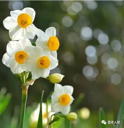 中国十大名花,惊艳千年