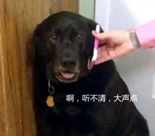 狗狗不听女主人的话,却被男主电话训哭了,委屈模样引人爆笑