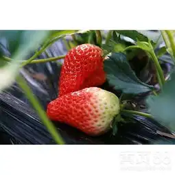 内蒙古美十三草莓苗嫁接苗-黄页88网