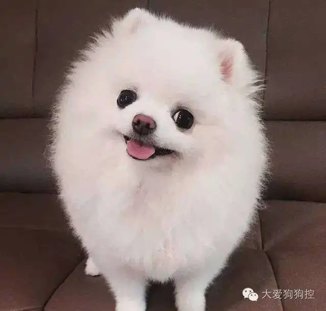 长发博美和短发博美,你更喜欢哪一个